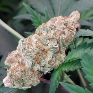 New England Rock Candy V2 (5 Seeds = 75$)