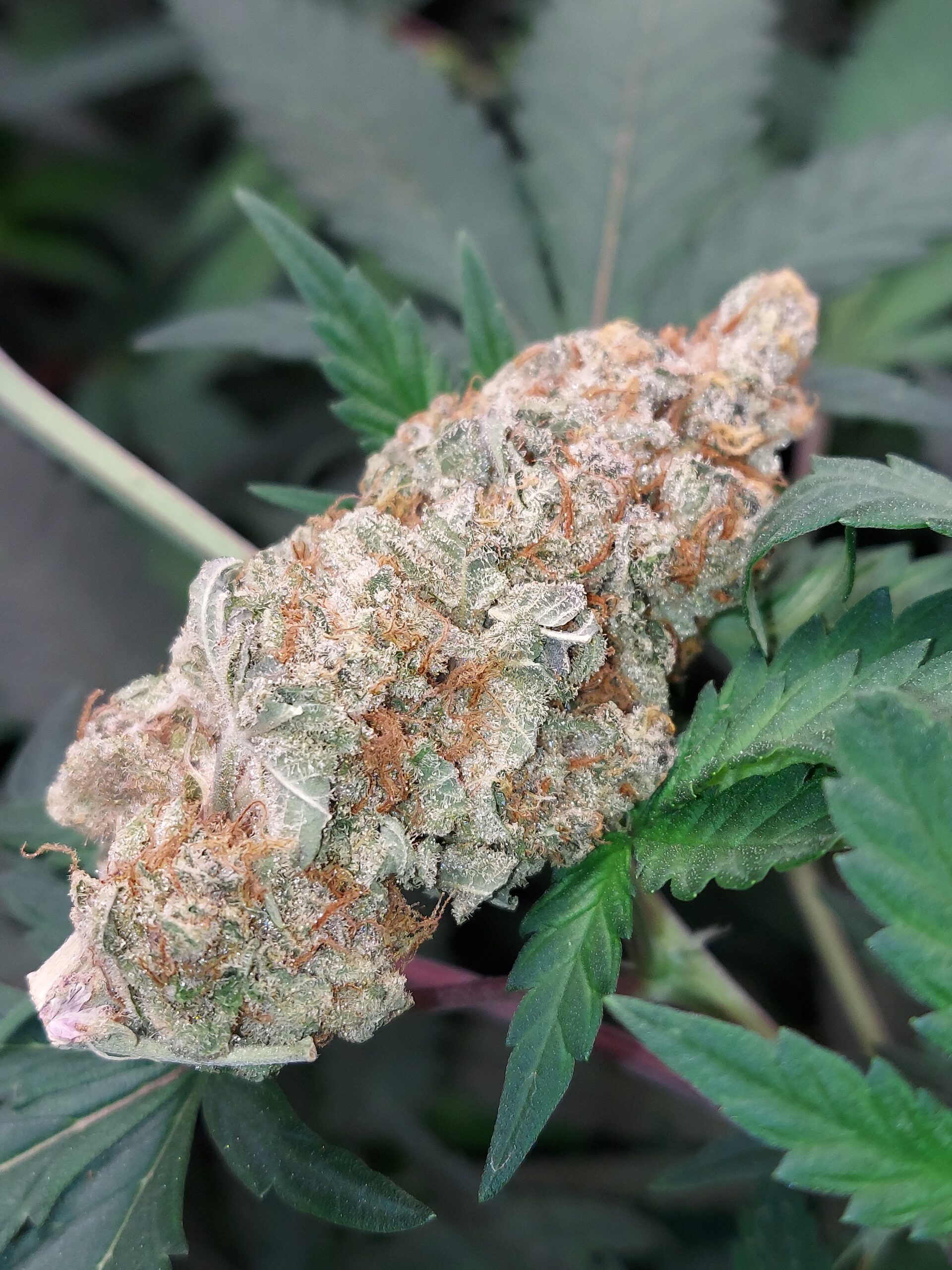 New England Rock Candy V2 (5 Seeds = 75$)