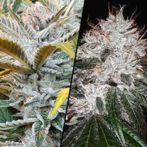 Fem - Rock Candy Cake - ( 3 Seed = 30$ - 5 Seed = 50$ )