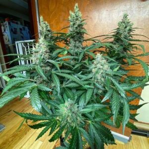 Coal Miners Daughter (Fem)