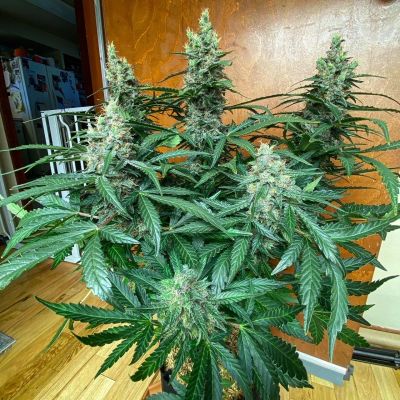 Coal Miners Daughter (Fem)
