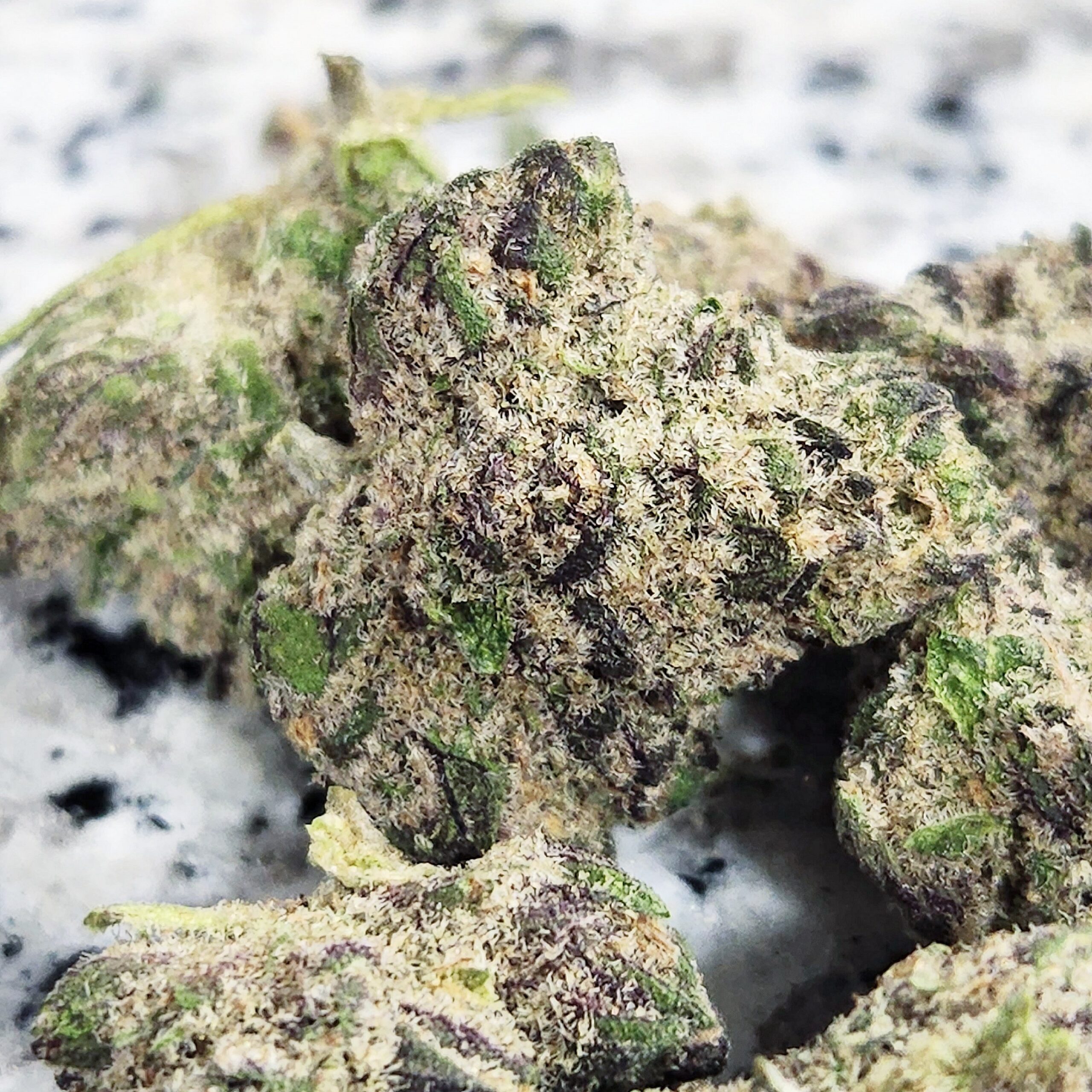 Black Ice (3 Seeds = 40$ - 5 Seeds = 60$) - Image 2