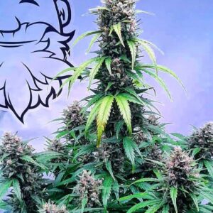 Ace Of Spades (Fem)