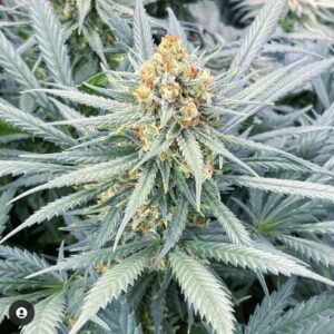 Key Lime Cheese Cake - (3 Pack = 45$ - 5 Pack = 75$)
