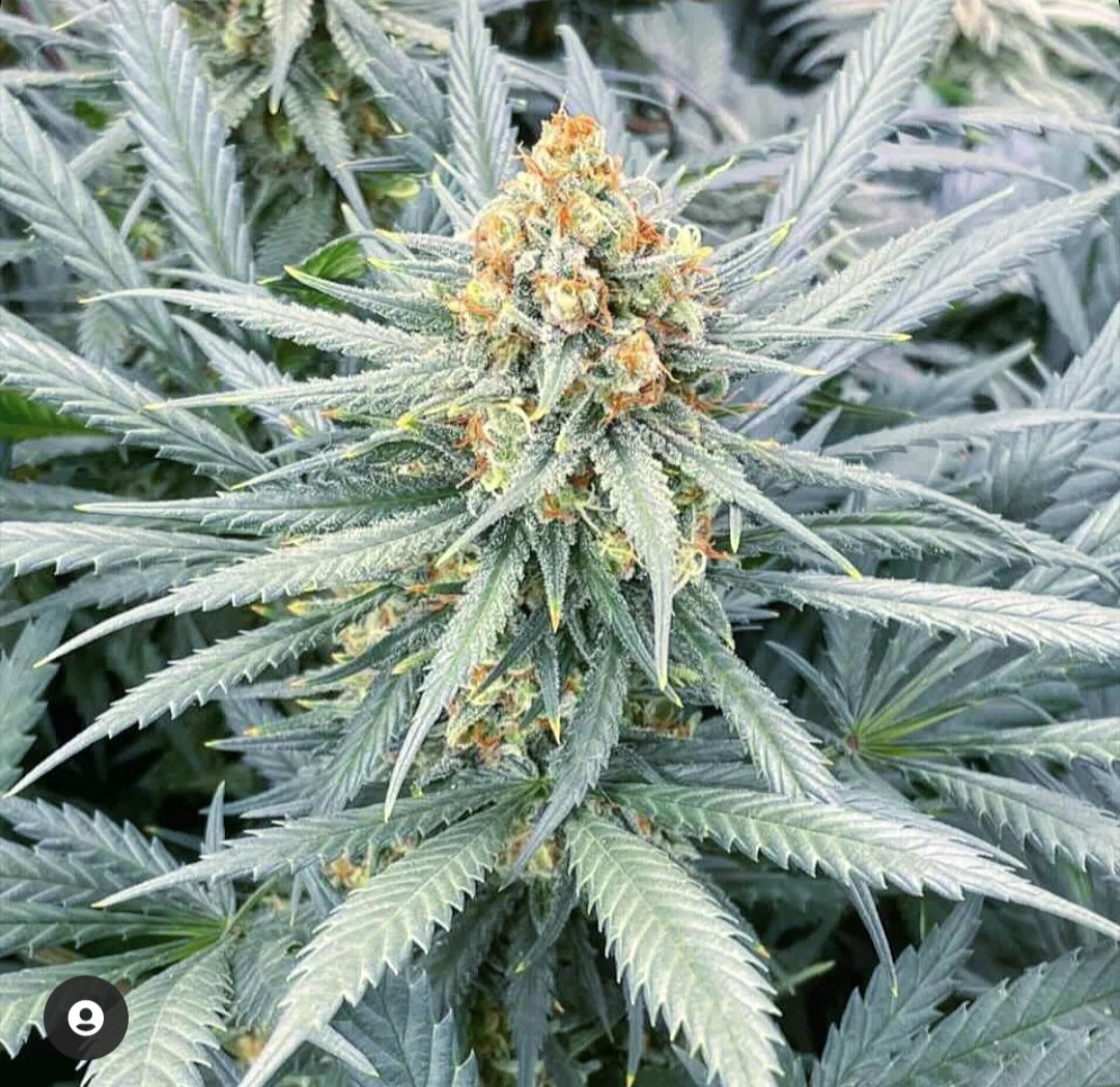 Key Lime Cheese Cake - (3 Pack = 45$ - 5 Pack = 75$)