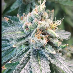 Blueberry Cinnabun - (3 Pack = 45$ - 5 Pack = 75$)