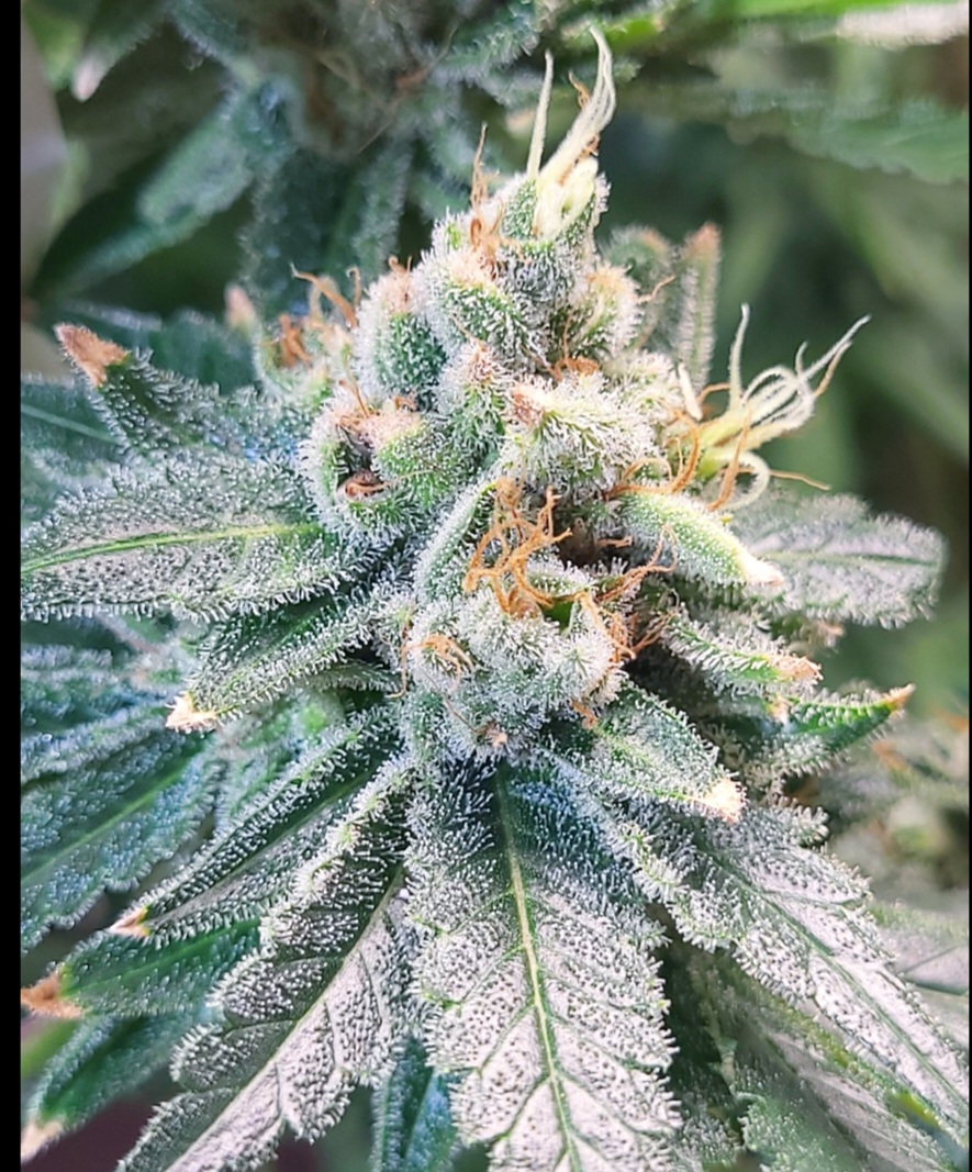 Blueberry Cinnabun cannabis strain by Pure Breeding