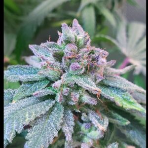 Cherry Custard - (3 Pack = 45$ - 5 Pack = 75$)