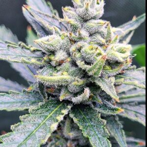 Cherry Sherbert F2 (3 Pack = 45$ - 5 Pack = 75$)