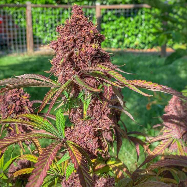 Anvil - Feminized - Seeds