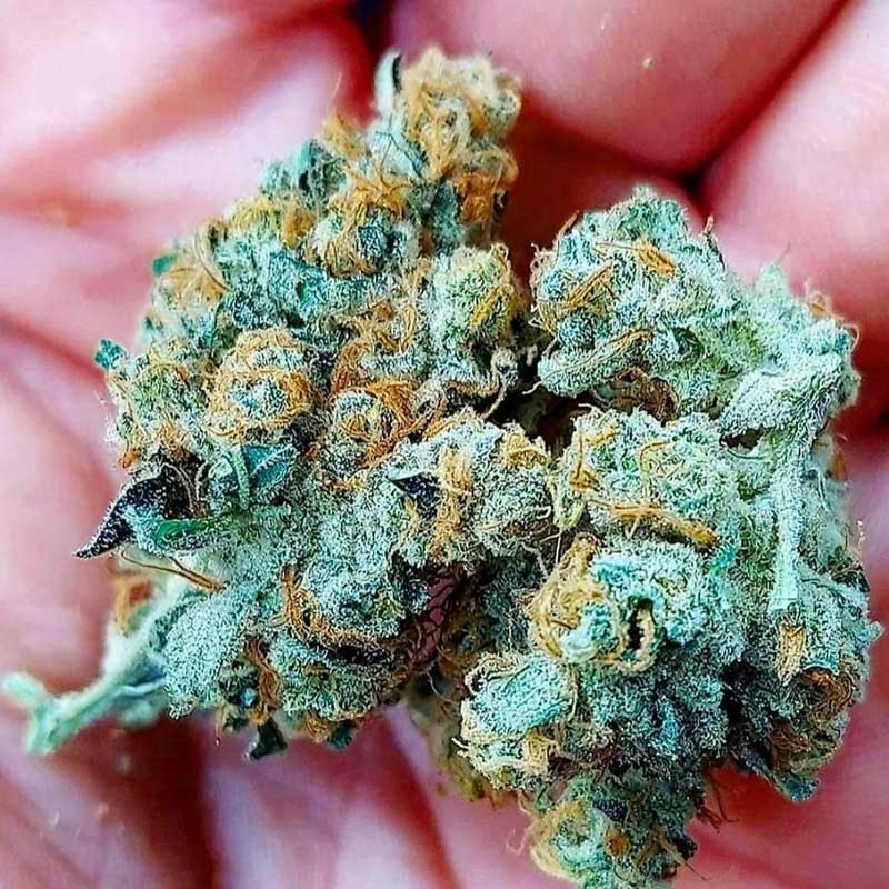 Cinderellas Rock Candy (Regs)