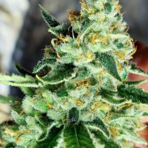 New England Hazy Kush