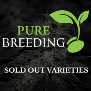 Fem - Cherry Cotton Candy (3 Seed = 30 - 5 Seed = 50$)